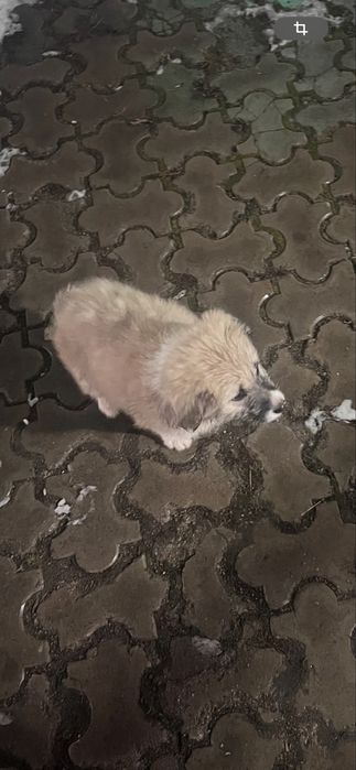 Щенки в поисках дома