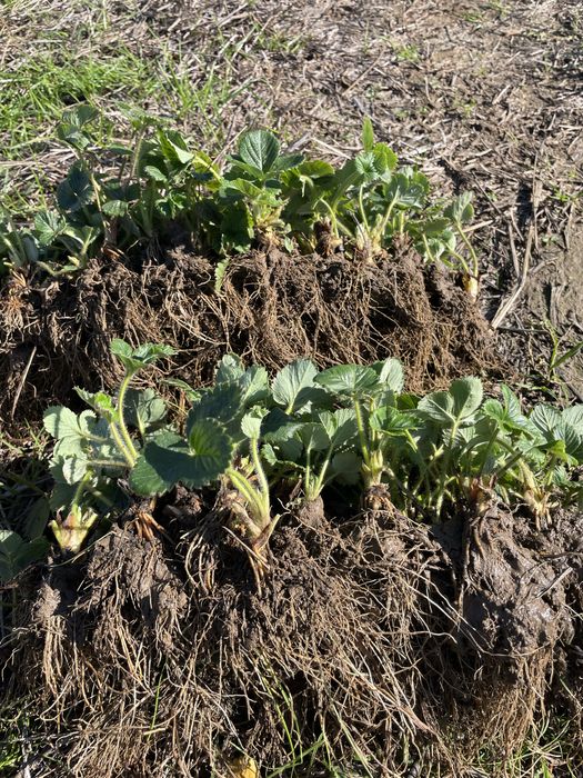 Продавам разсад ягоди