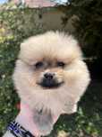 Pui Pomeranian 2 luni - Carnet de sanatate si inregistrare in RECS