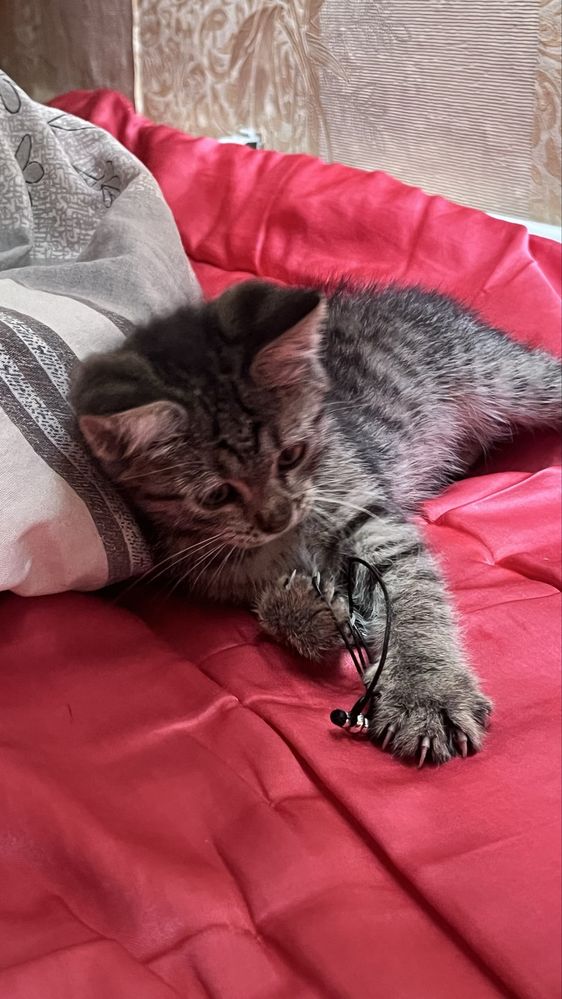 котенок ищет дом