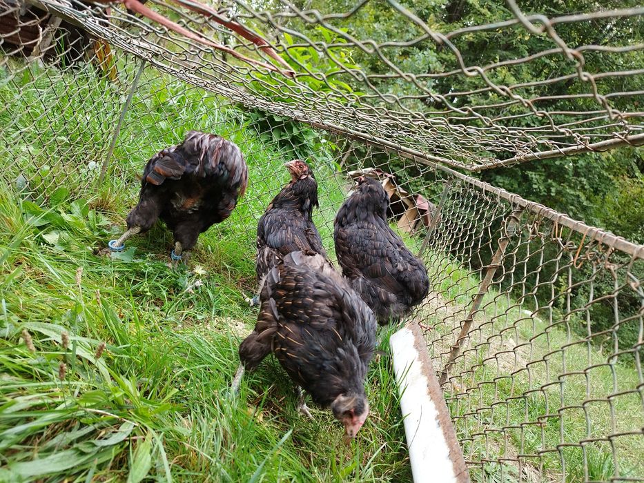 Araucana potârnichiu sălbatic
