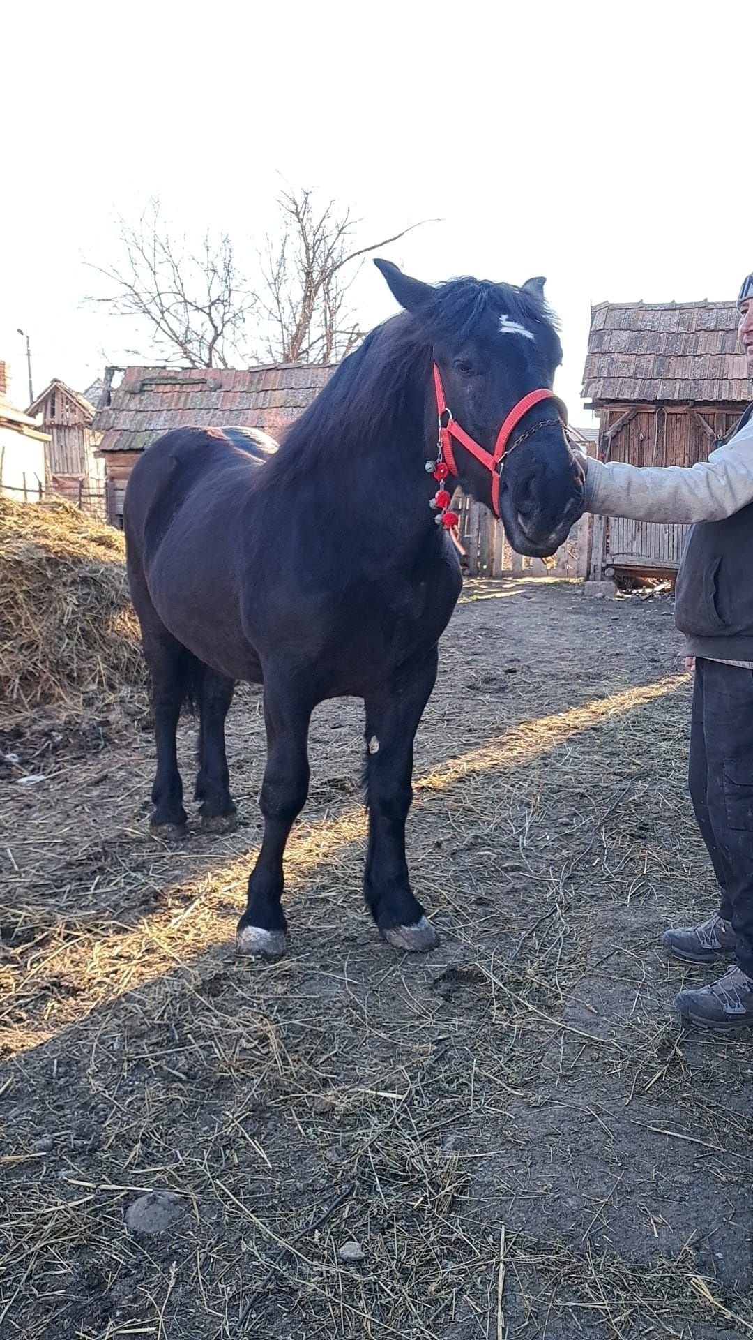 Vând manza 1 an și 2 luni