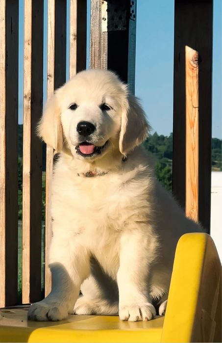 Pui Golden Retriver cu Pedigree