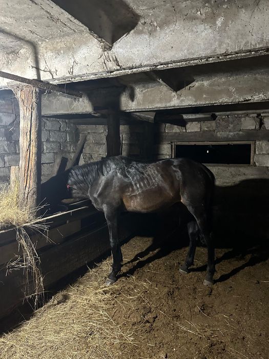 Құнан полукровный