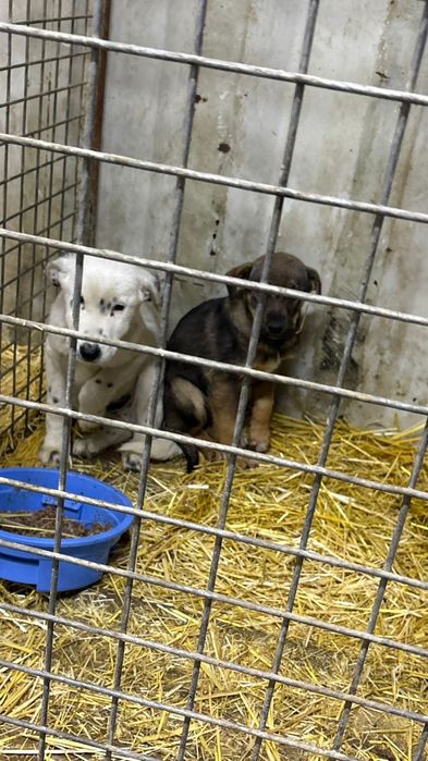 Щенятки ждут любящих хозяев