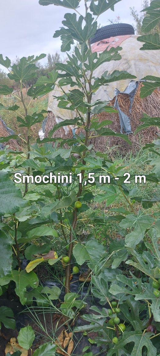 Smochini la ghiveci 50 lei