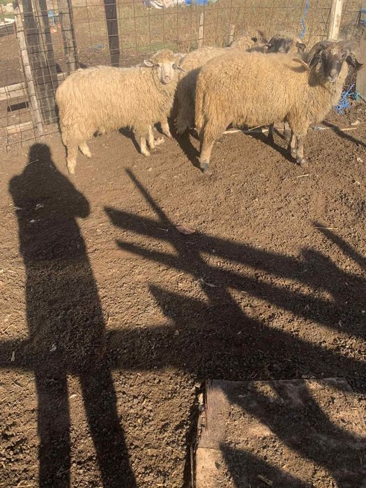 Vând berbeci tineri