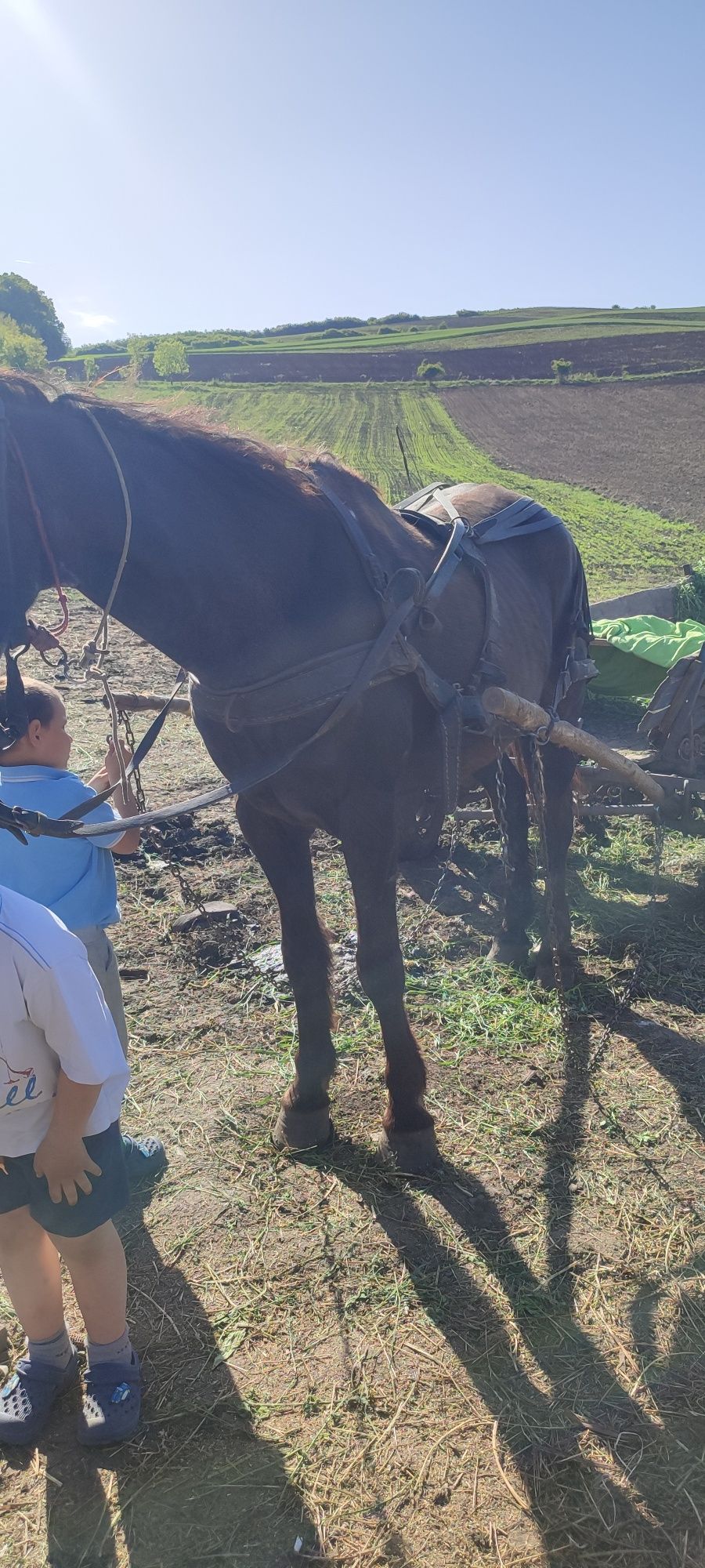 Vînd cal bun pentru gospodărie