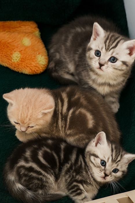 Продам шотландских прямоухих котят