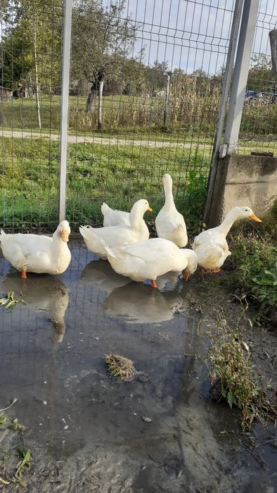 Rațe albe mari și găini brahma