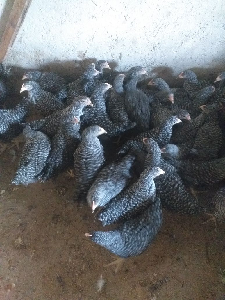 Avem puicuțe  ouătoare