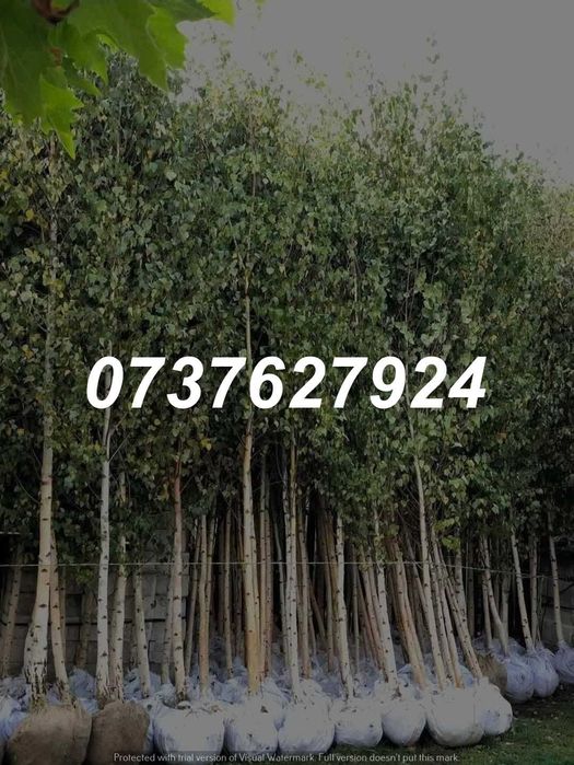 Mesteacăn, Arțar, Tei | Plante la Balot | Transport Gratuit Național