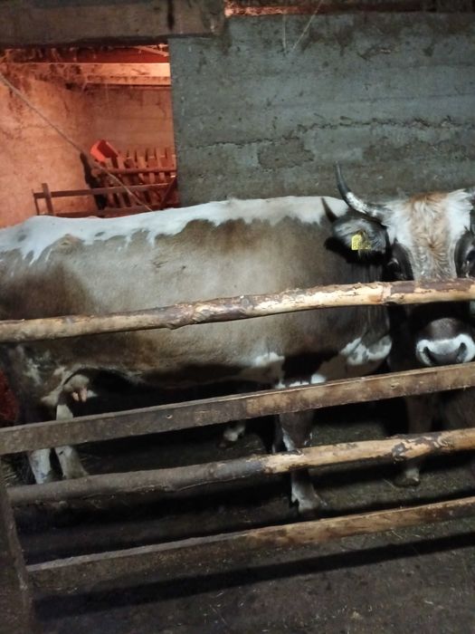 Vaca de vanzare  cu vitel