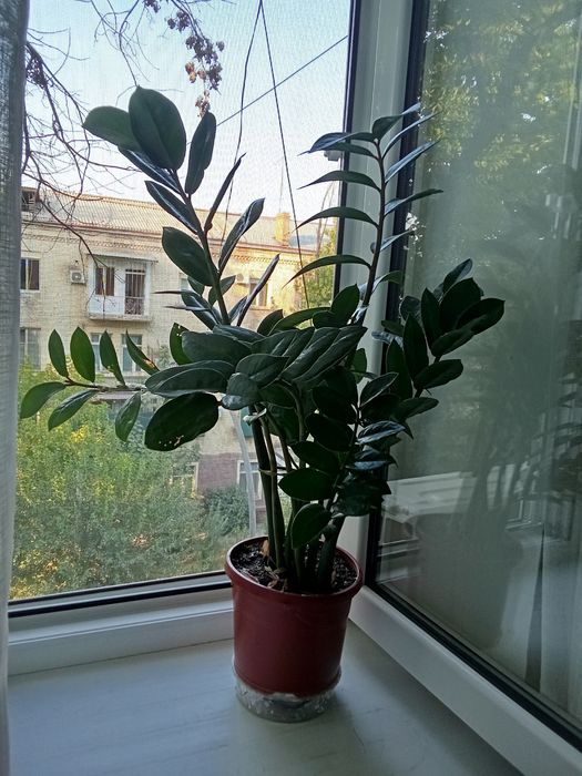 Замиакулькас растение домашнее