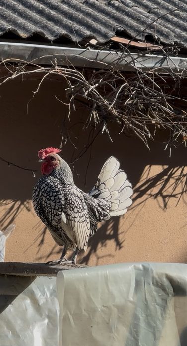 Perechi sebright argintiu