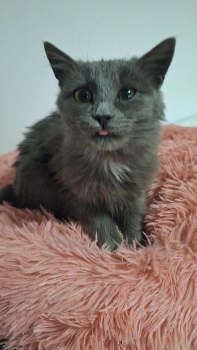 В добрые руки  мальчик