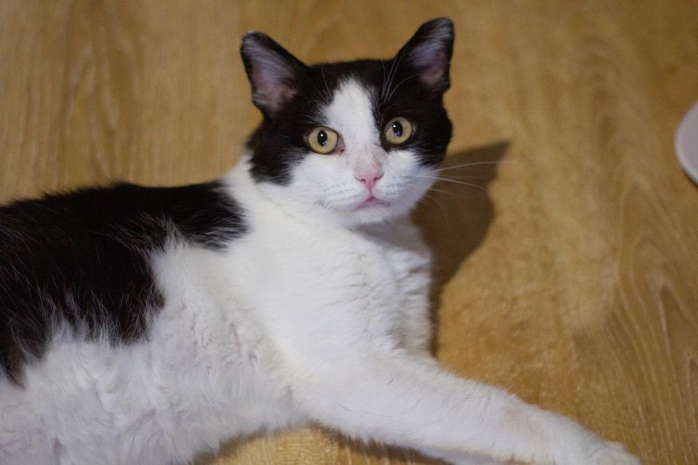 Крупный котик Кузя