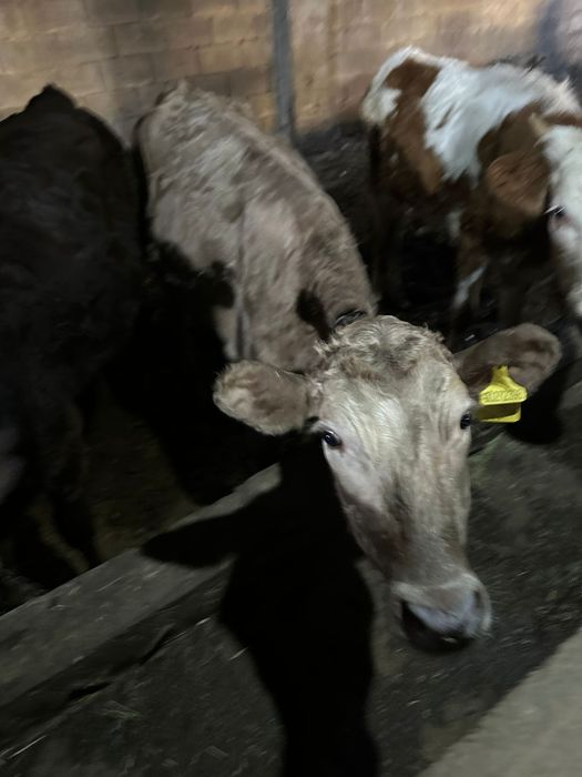 Продаю только тёлки. От года до 1.5