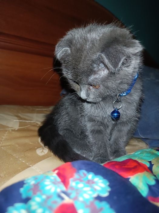 Scottish fold 3-oylik