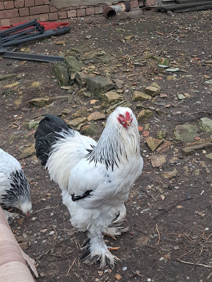 Vând ouă incubat brahma hd