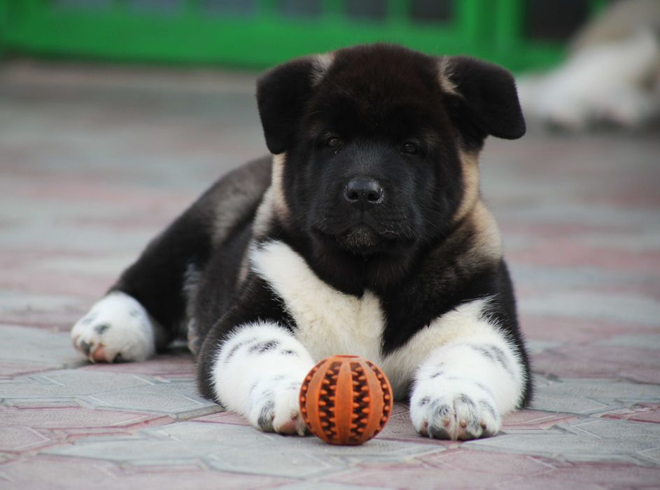 ЩЕНКИ Американская Акита