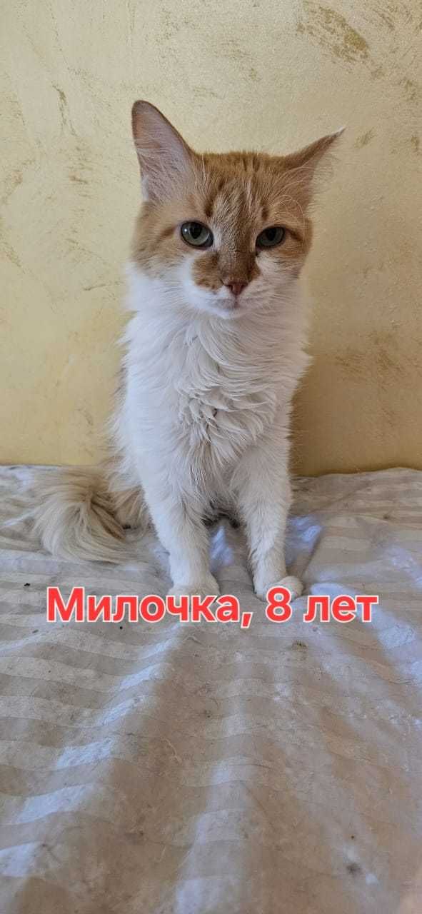Кошки в добрые руки