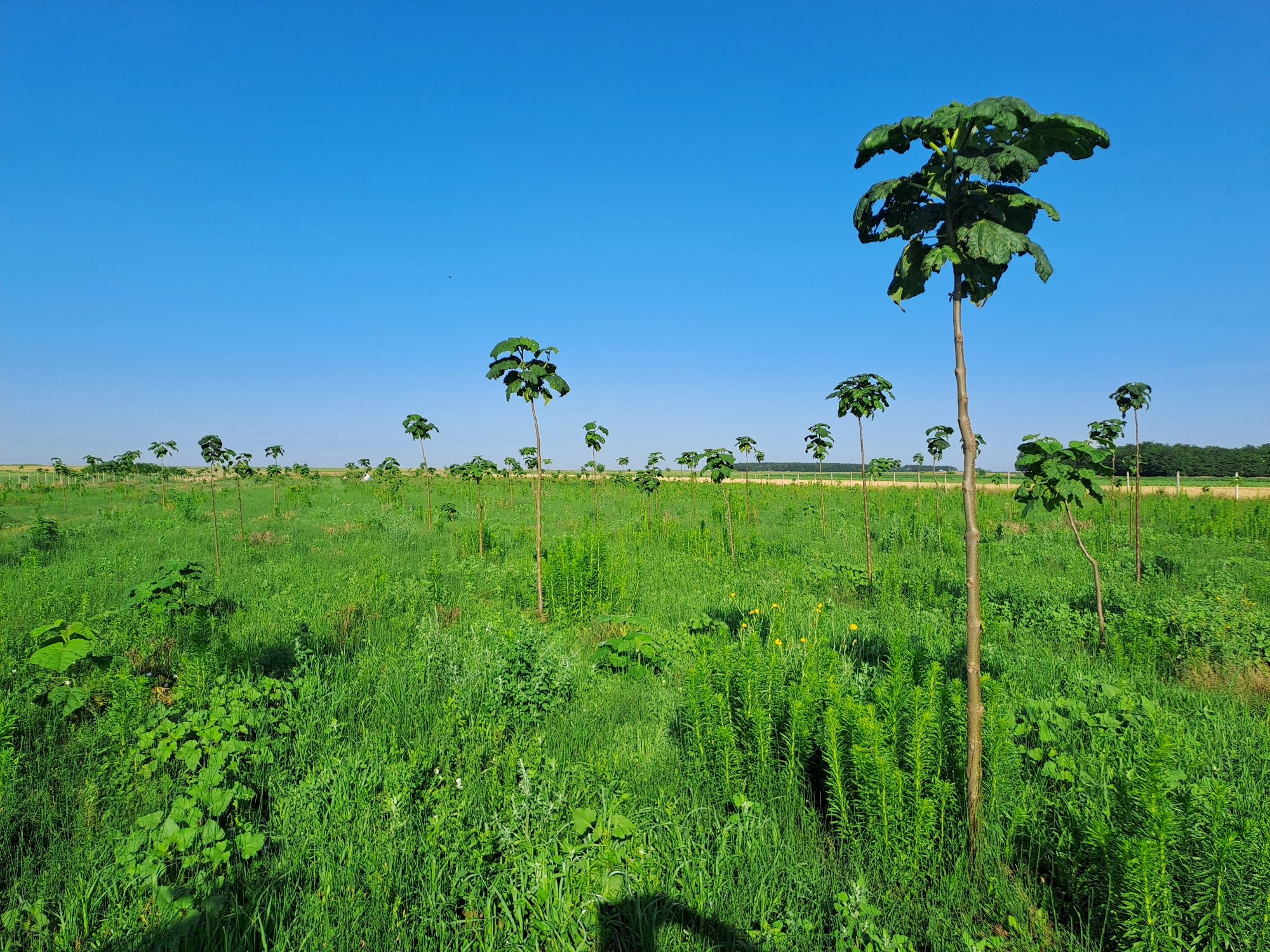 Vând paulownia elongata gigant