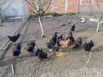 Cocoși Australorp