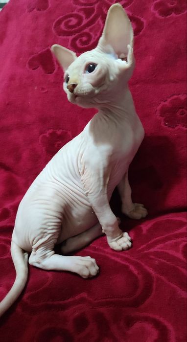Продаются канадские котята  сфинксы