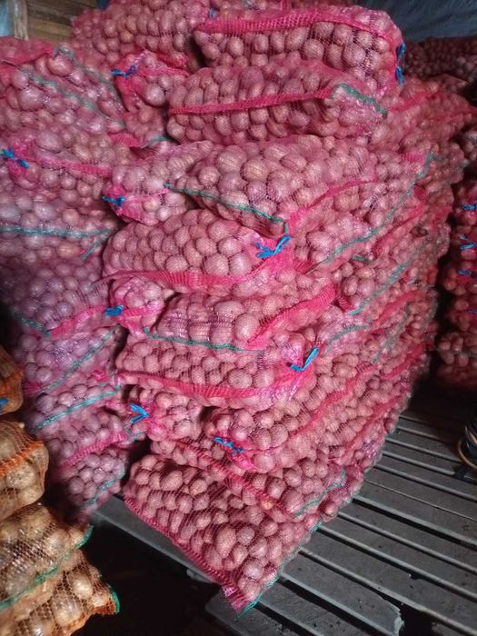 Cartofi consum rosu  sí albi.