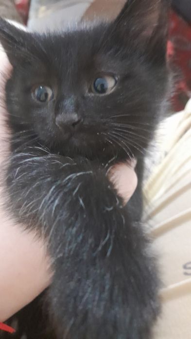 Котёнок, отдам в хорошие руки