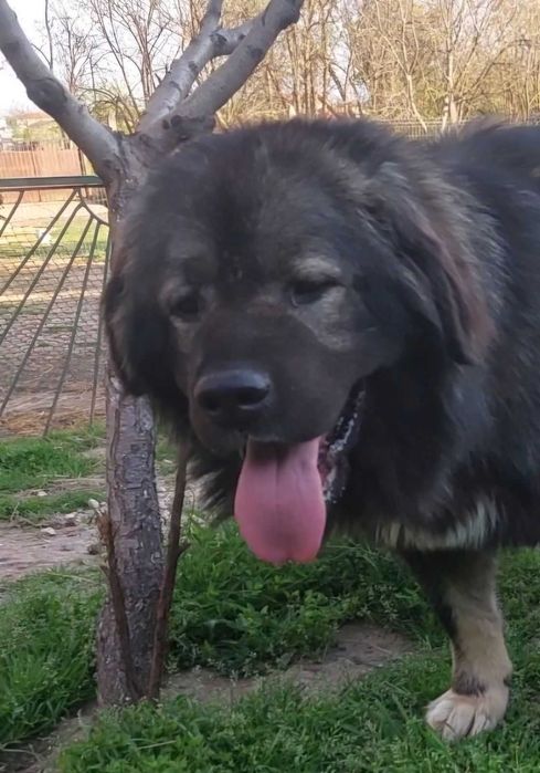 Кавказка Овчарка