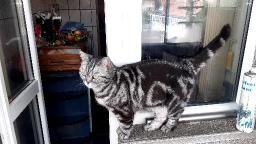 Femelă british short hair silver tabby