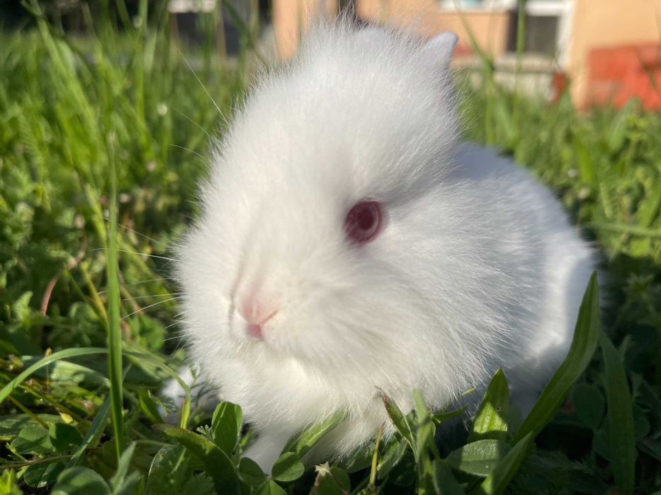 Декоративни зайчета