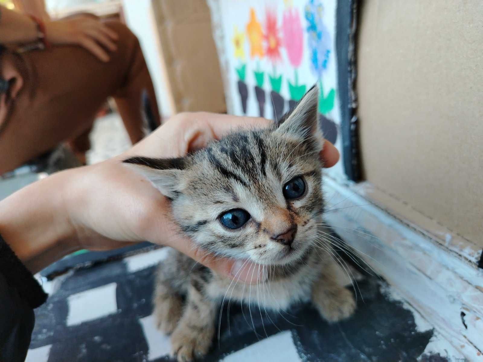 Малки котенца търсят дом