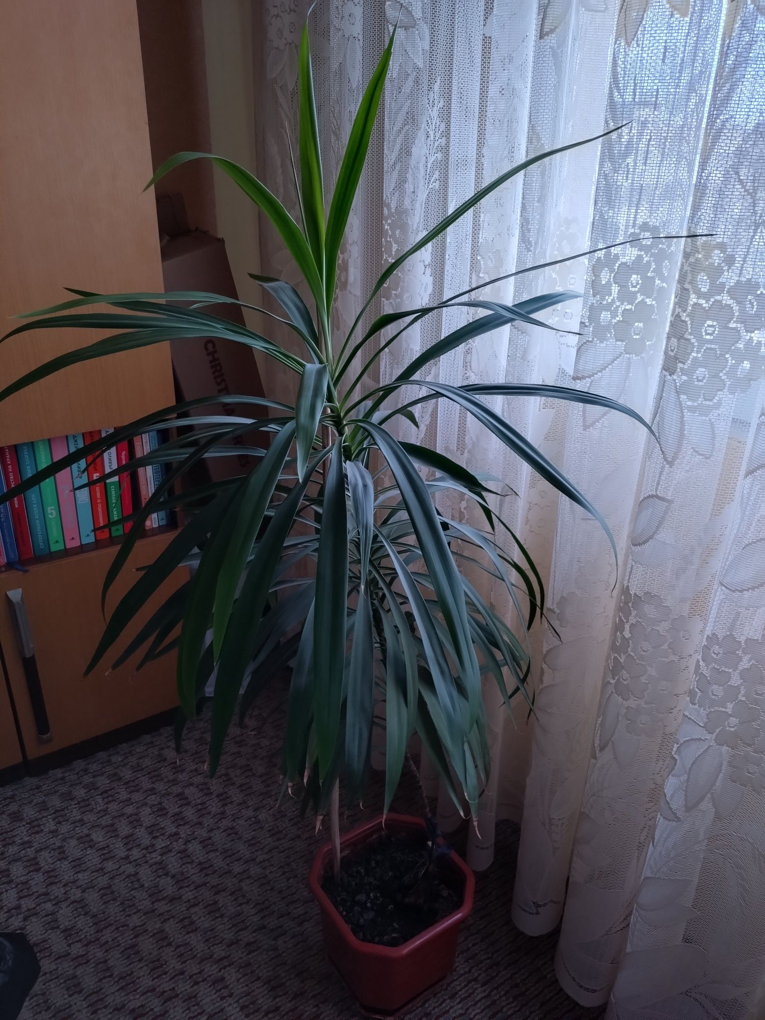 Цвете не знам какъв вид :)