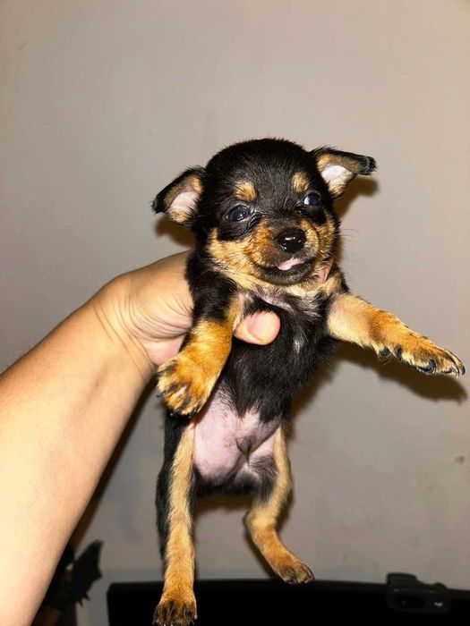 кученца кръстоска мини пинчер/чихуахуа