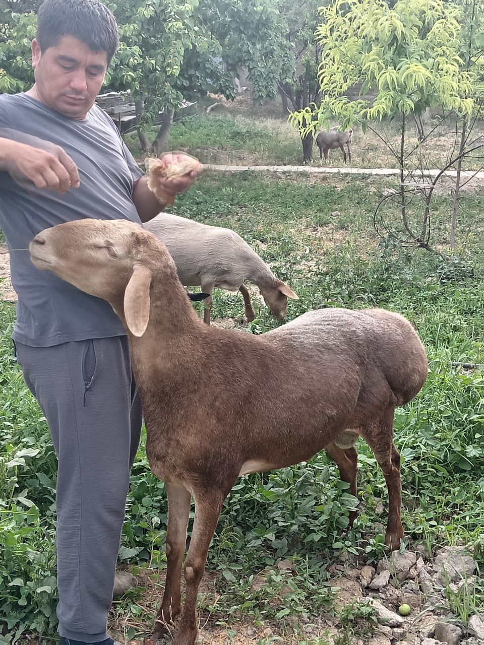 ARASHAN qo'chqori sotiladi