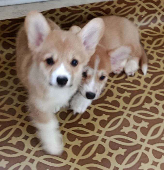 Щенки Вельш Корги Пемброк