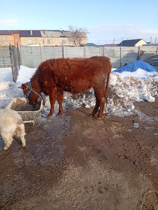 Продам телка 1.5 год