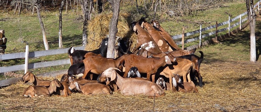 Capre Anglo nubiene cu pedigree