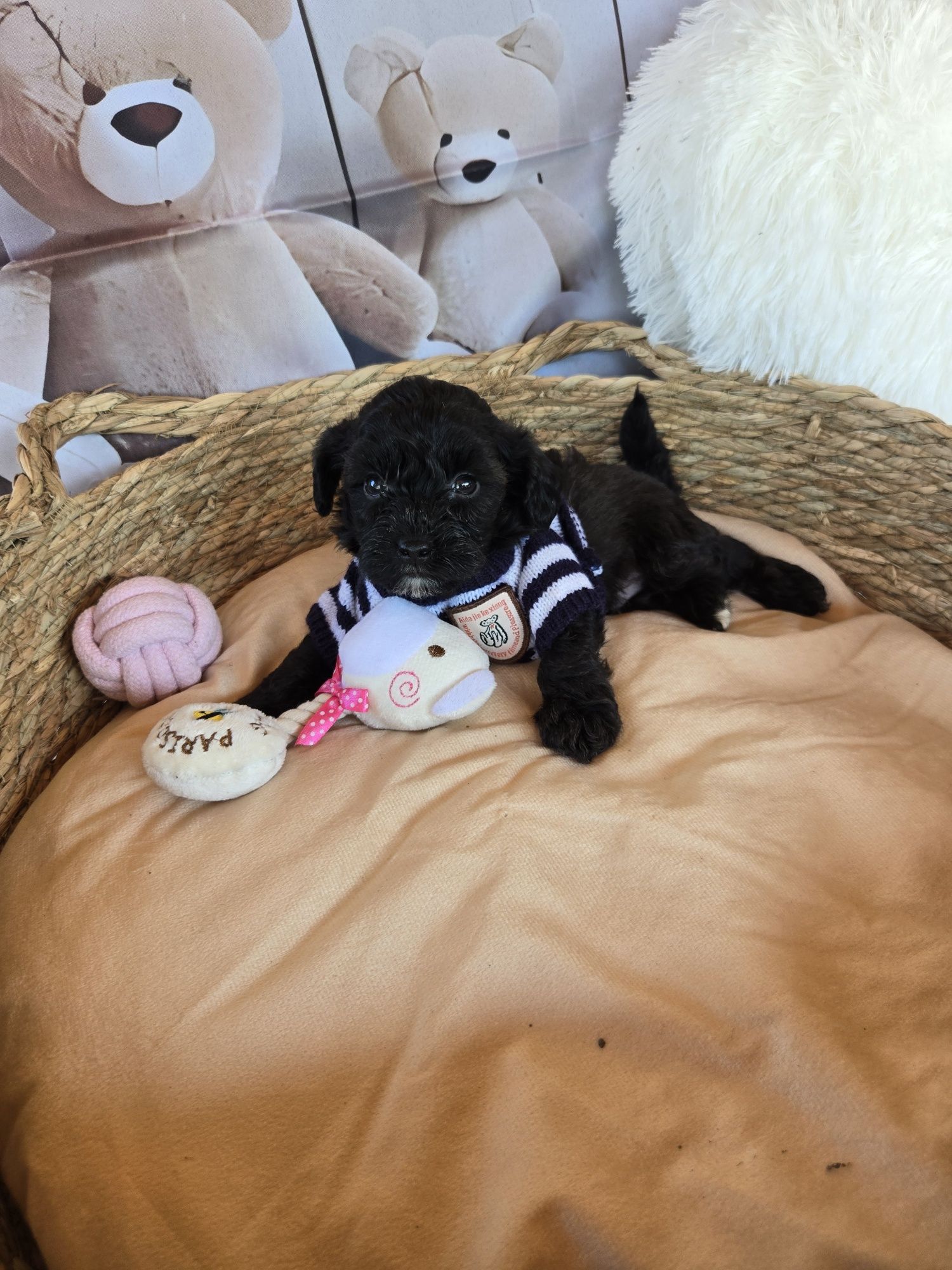 Пудел той Poodle toy Малтипу Maltipoo