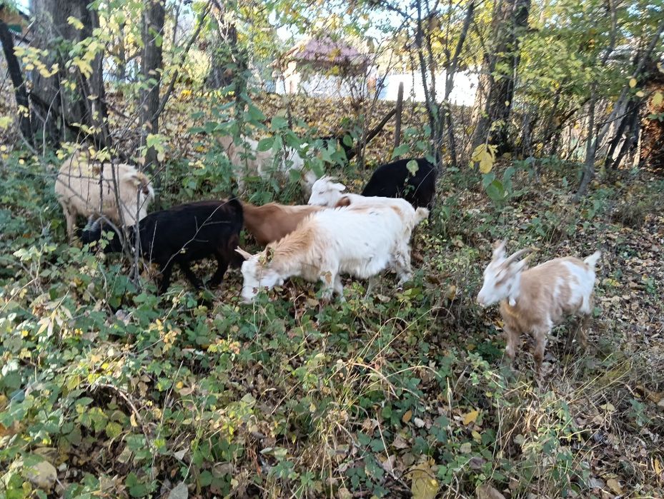 De vânzare capre românești