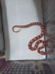 Corn snake amel het charcoal