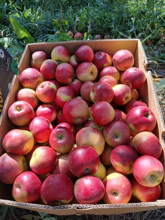 Mere en-gross de vanzare