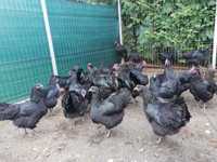 Vând oua găini pentru incubat din rasa Australorp negru