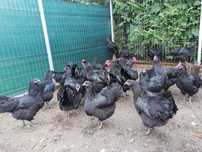 Vând găini sau oua pentru incubat din rasa Australorp negru