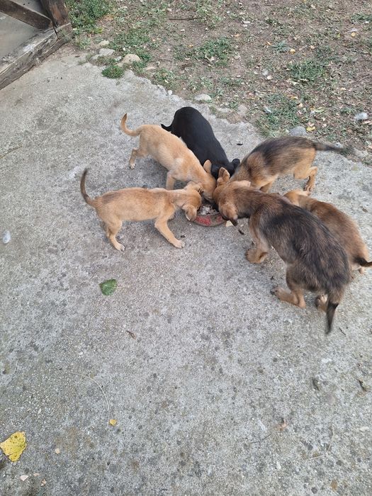 Donez căței de rasa talie mica