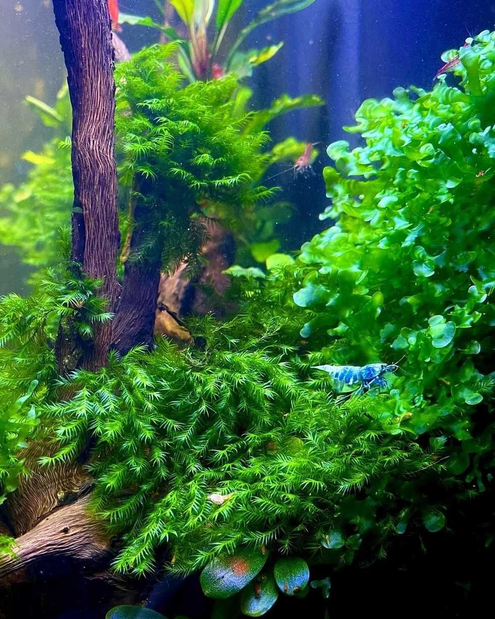 Plante Muschi de acvariu/Coral Moss/ Fissidens/ Christmas/ Flame/Pelia