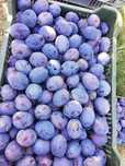 Prune pentru consum/industrie